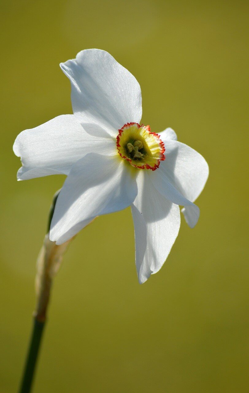easter bell, daffodil, flower-8737580.jpg